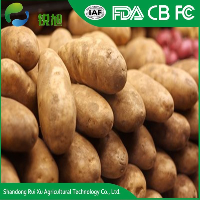 Export Bulk Potato, World Price of Potato