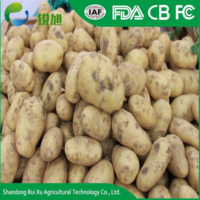 Export Bulk Potato, World Price of Potato