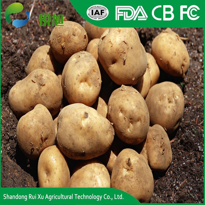 Export Bulk Potato, World Price of Potato