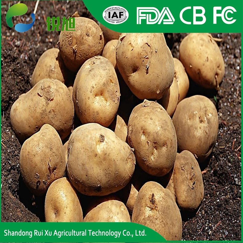 Export Bulk Potato, World Price of Potato