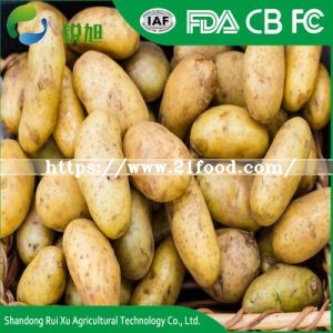 Certificated Gap Fresh Table Potato Per Ton
