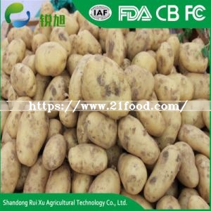 Certificated Gap Fresh Table Potato Per Ton
