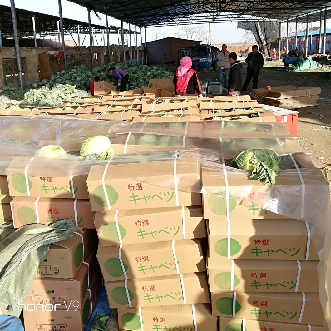 Export Standard High Quality Chinese Carton Fresh Long Green White Cabbage