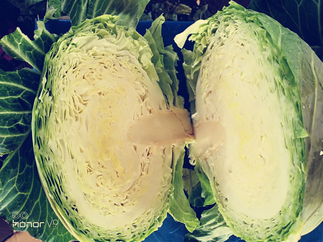 Export Standard Good Quality Chinese Carton Fresh Long Green White Cabbage