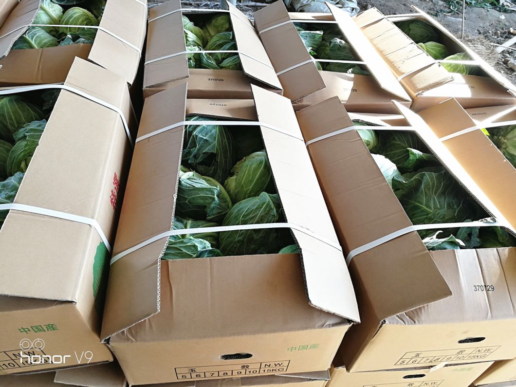 Export Standard Good Quality Chinese Carton Fresh Long Green White Cabbage