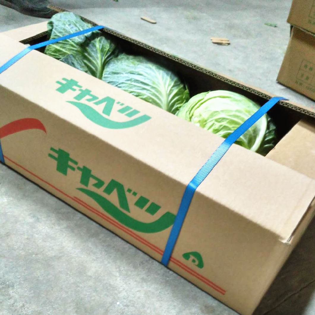 Export Standard Good Quality Chinese Carton Fresh Long Green White Cabbage