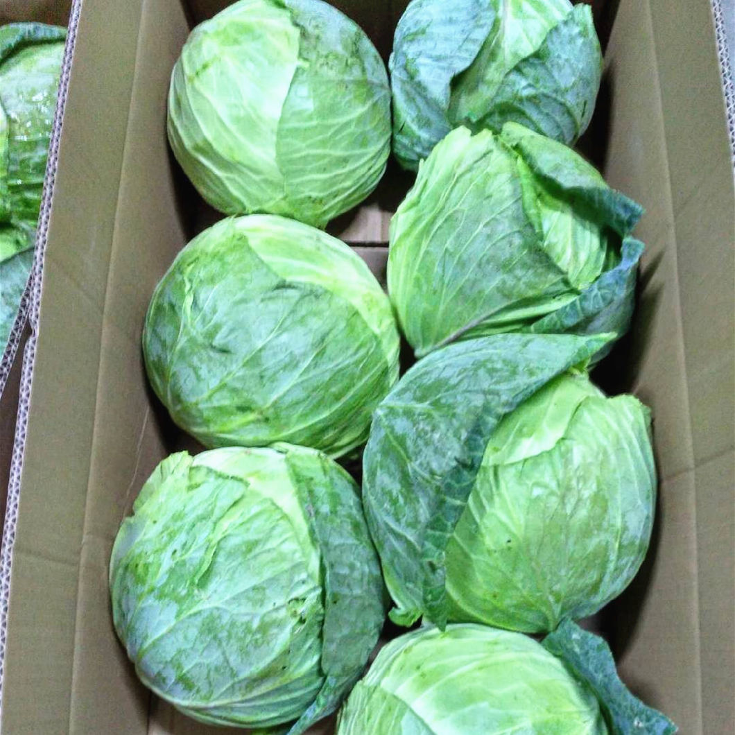 Export Standard Good Quality Chinese Carton Fresh Long Green White Cabbage