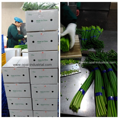 Garlic Shoot Export to Australia Market