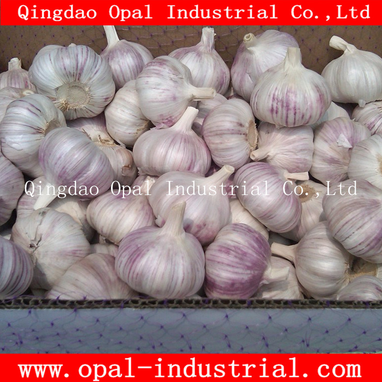 Fresh Red Purple Skin Normal White Garlic