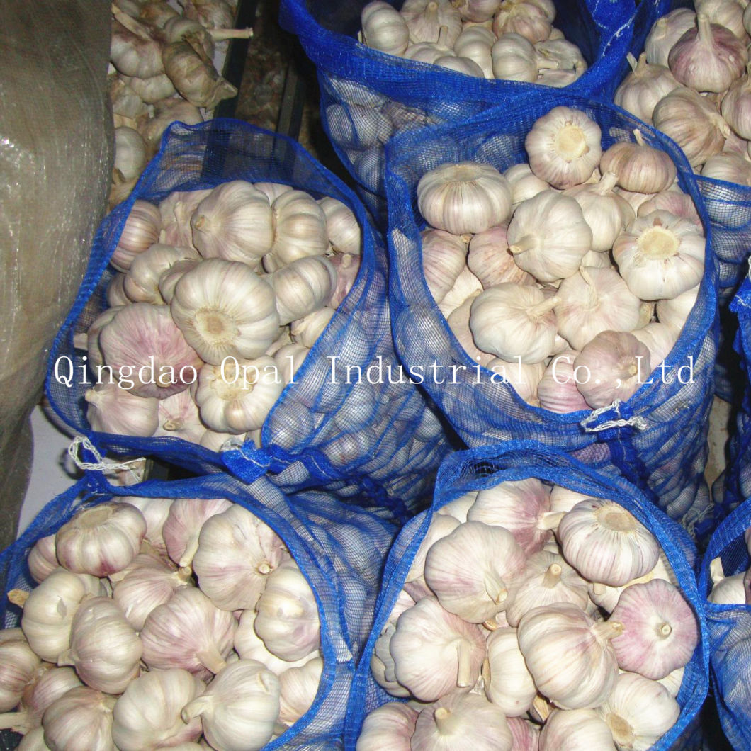 Fresh Red Purple Skin Normal White Garlic