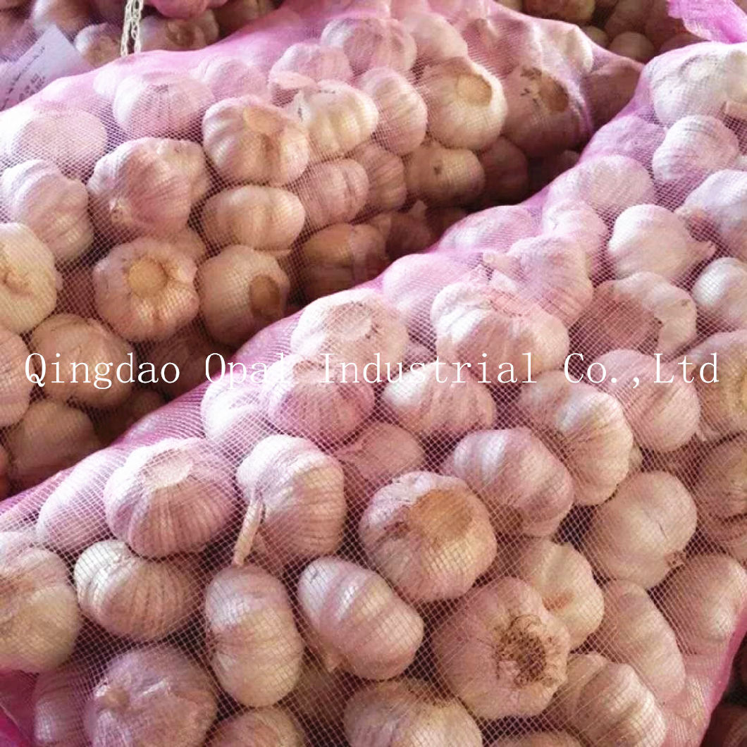 Fresh Red Purple Skin Normal White Garlic