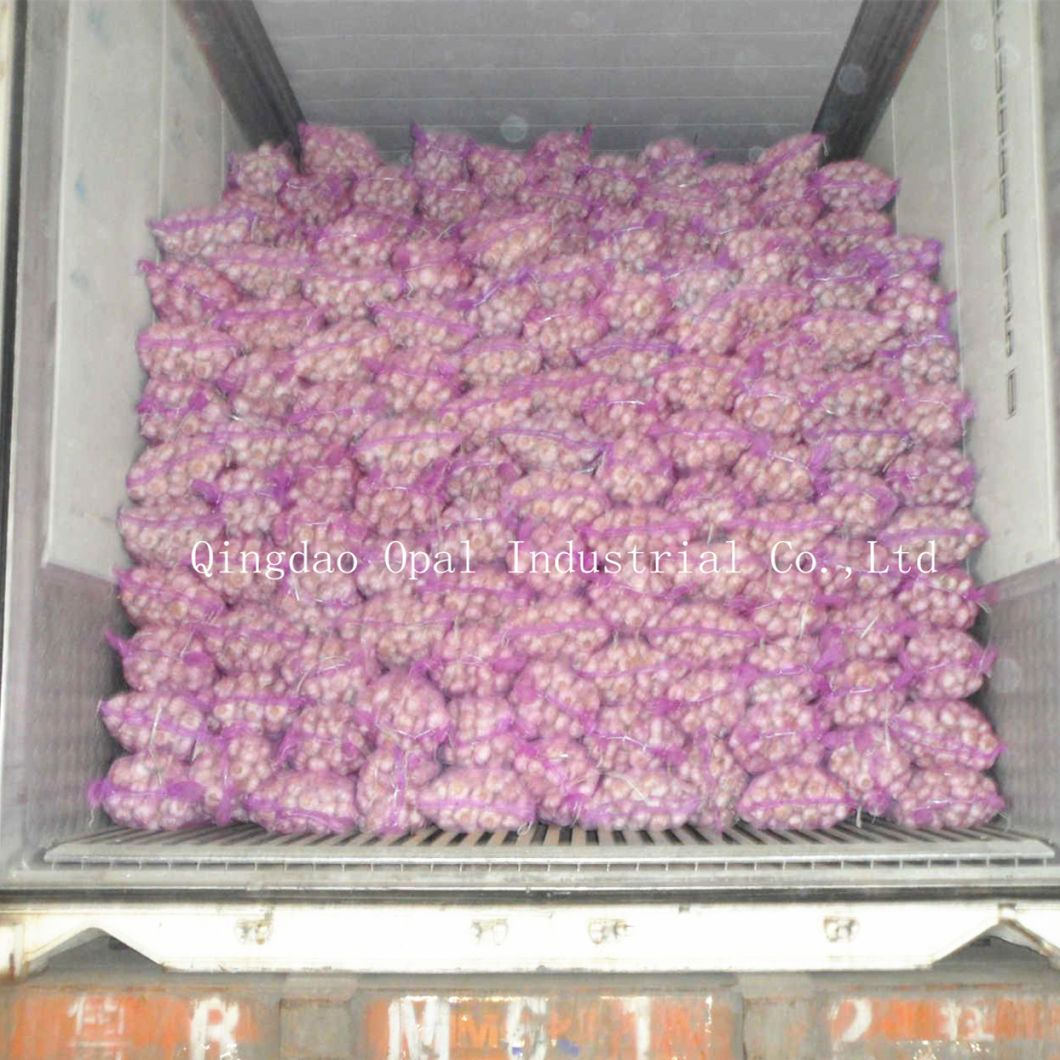 Fresh Red Purple Skin Normal White Garlic