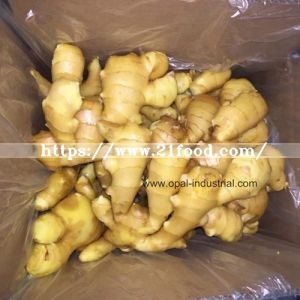 Ginger Exporters in China