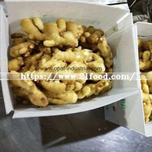Ginger Exporters in China