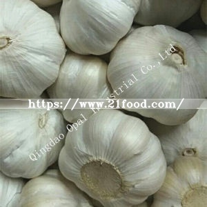 Export Standard Quality Carton Mesh Bag Fresh Pure/Normal Snow White Garlic
