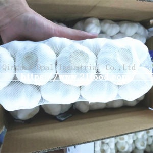 Export Standard Quality Carton Mesh Bag Fresh Pure/Normal Snow White Garlic