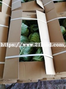 Export Standard High Quality Chinese Carton Fresh Long Green White Cabbage