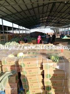 Export Standard High Quality Chinese Carton Fresh Long Green White Cabbage