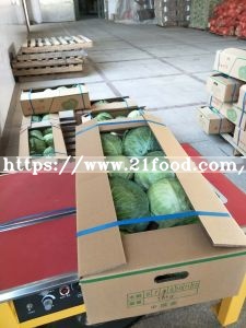 Export Standard Good Quality Chinese Carton Fresh Long Green White Cabbage