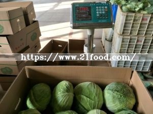 Export Standard Good Quality Chinese Carton Fresh Long Green White Cabbage
