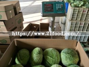 Export Standard Good Quality Chinese Carton Fresh Long Green White Cabbage