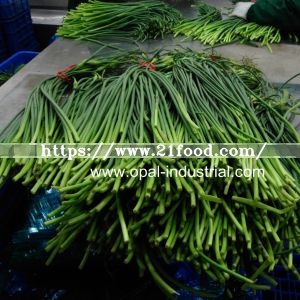 Garlic Shoot Export to Australia Market