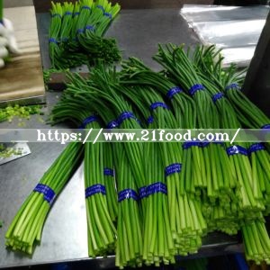 Garlic Shoot Export to Australia Market