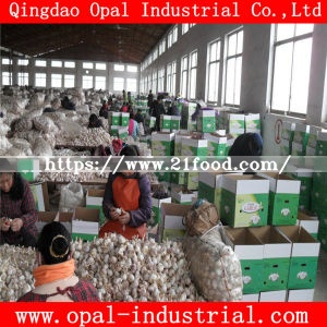 Mesh Bag Packing 4.5cm 5. Cm Red Normal White Fresh Garlic