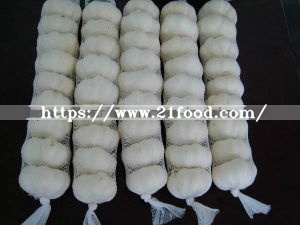 2018 China Normal Pure White Red Purple Fresh Garlic