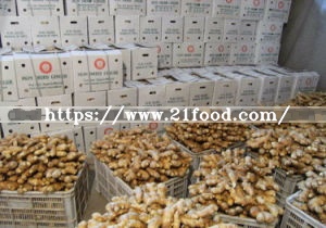 Export Standard Chinese Low Price Fresh Air-Dry Dried Ginger