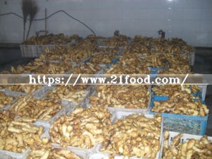 Export Standard Chinese Low Price Fresh Air-Dry Dried Ginger