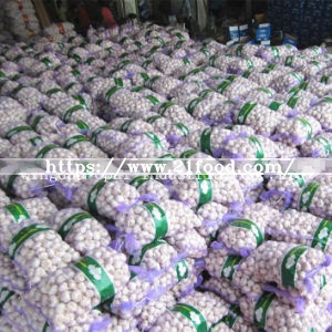 Fresh Red Purple Skin Normal White Garlic