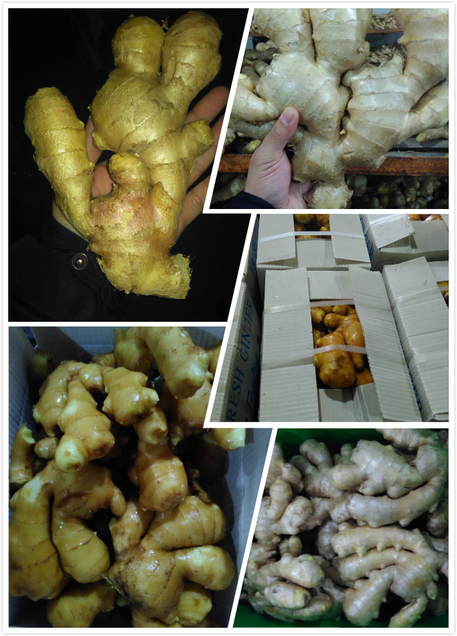 New Crop Fresh Ginger for EU Market