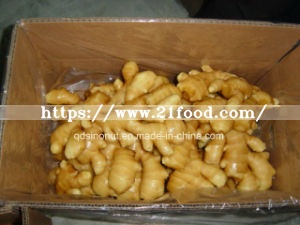 New Crop Fresh Ginger for EU Market