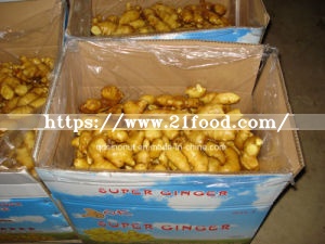 New Crop Fresh Ginger for EU Market