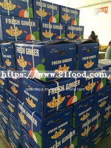 New Crop Fresh Ginger for EU Market