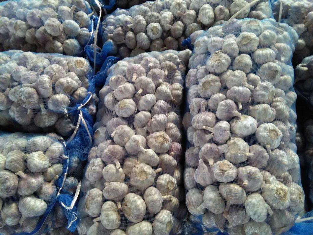 Size 5.0cm in 6kg Mesh Bag Packing Fresh Normal White Garlic
