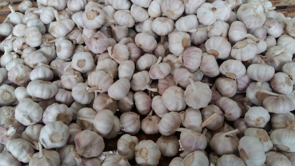Size 5.0cm in 6kg Mesh Bag Packing Fresh Normal White Garlic