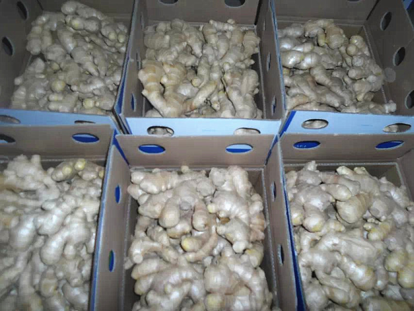 Air Dry Ginger for European Quality