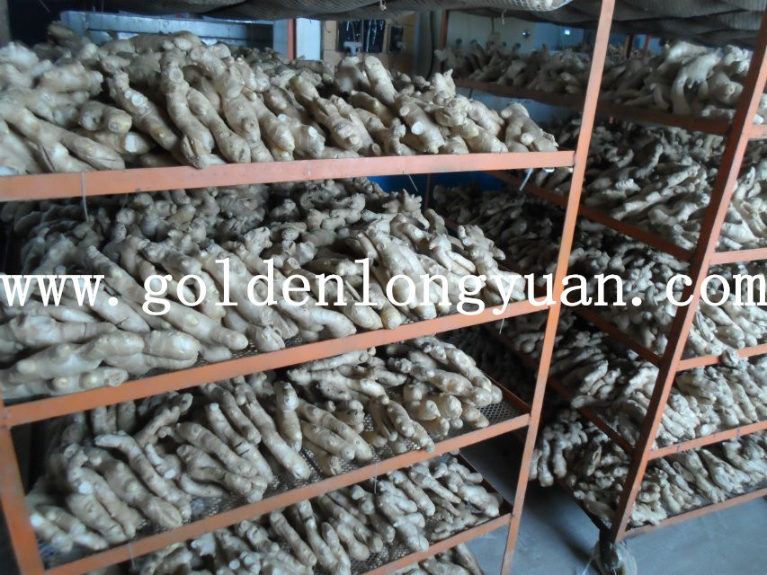 Air Dry Ginger for European Quality