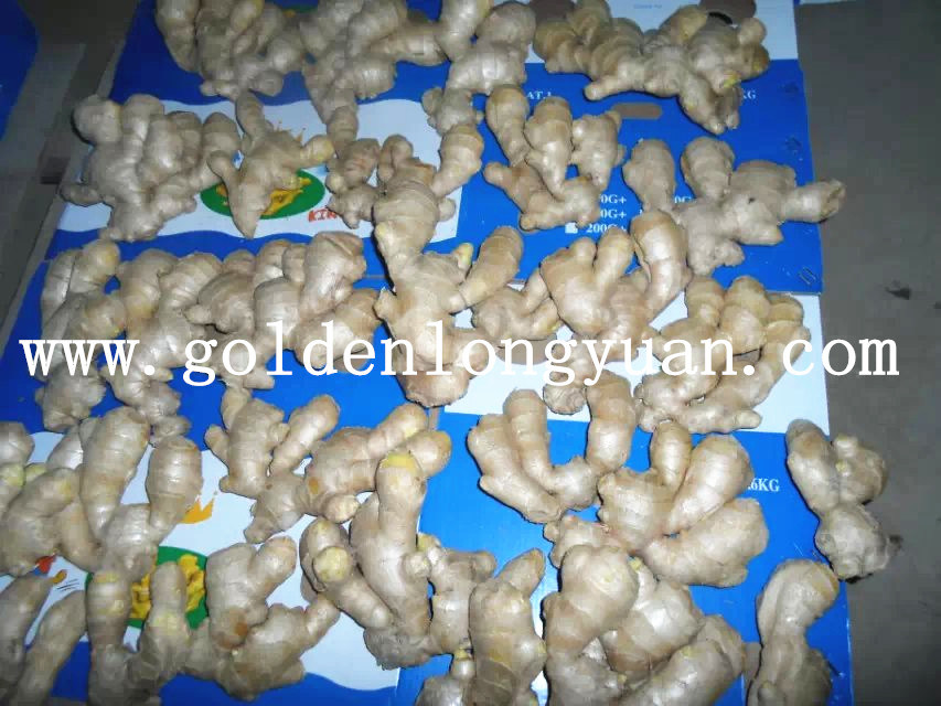Air Dry Ginger for European Quality