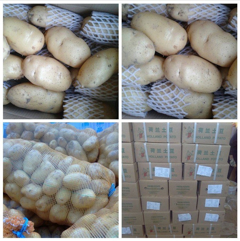 Exporting Standard Quality Fresh Holland Potato