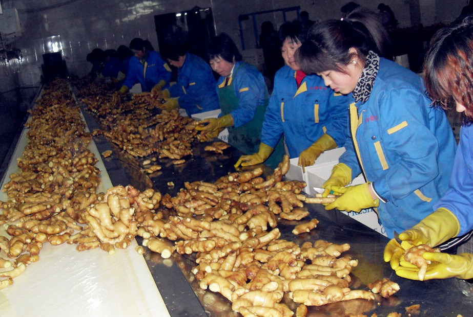 EU Quality Fresh Ginger with Cheap Price