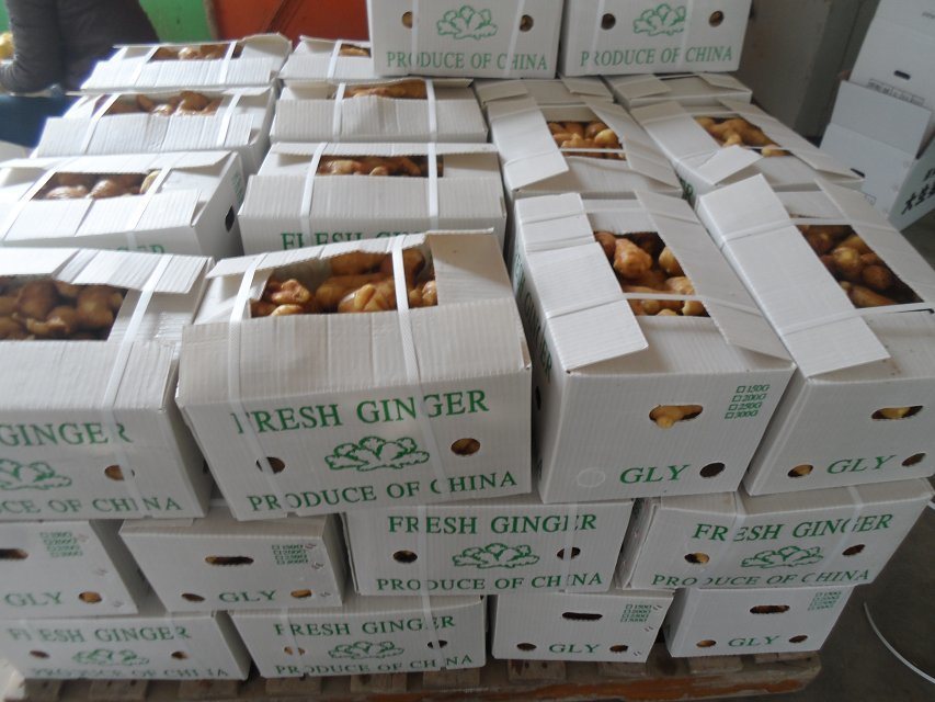 EU Quality Fresh Ginger with Cheap Price