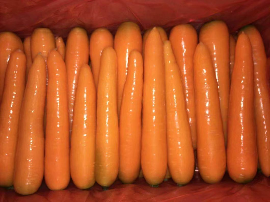 New Crop Fresh Carrot with Beautiful Color