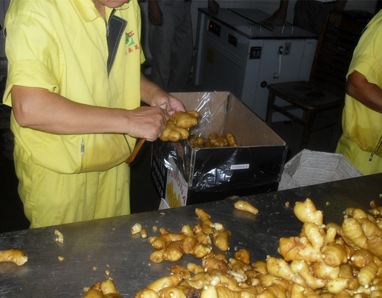 Fresh or Dry Ginger with Good Price