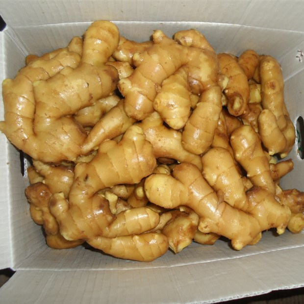 Fresh or Dry Ginger with Good Price