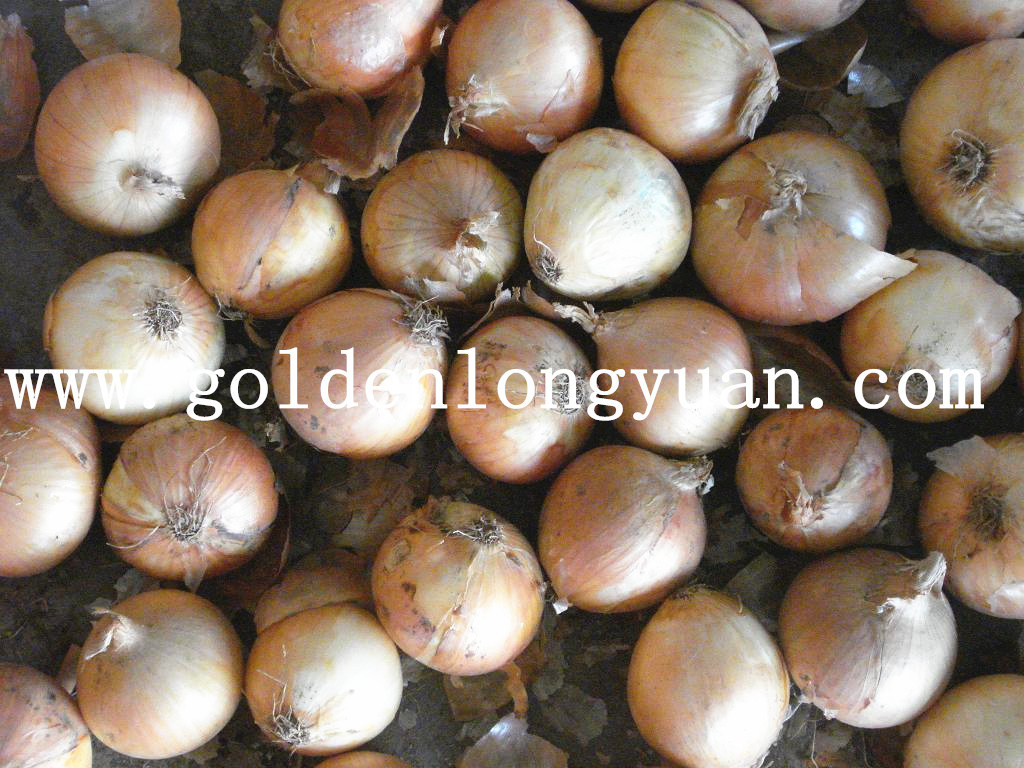 China New Crop Fresh Yellow Onion Supplier From With Low Pric   China