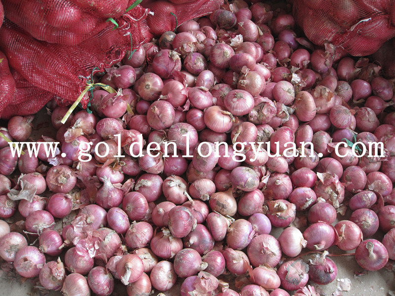 High Quality Best Price Fresh Red Onion