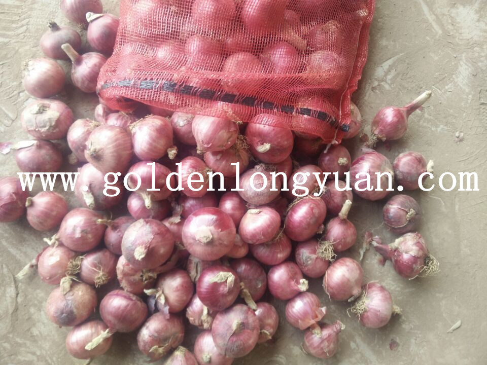 High Quality Best Price Fresh Red Onion